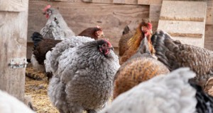 Bescherm uw kippen:een gids voor de preventie van vogelgriep 