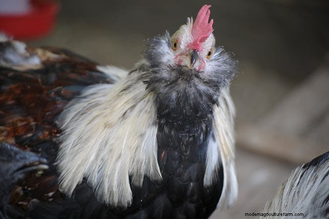 鶏を守ろう:鳥インフルエンザ予防ガイド 