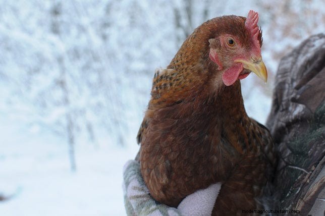 鶏を守ろう:鳥インフルエンザ予防ガイド 