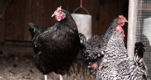 Cuidado del pollo mientras estás fuera:una guía de vacaciones 
