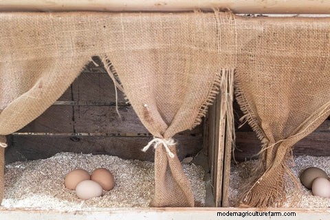 Lecho de cáñamo para gallinas:gallineros más sanos y pájaros más felices 