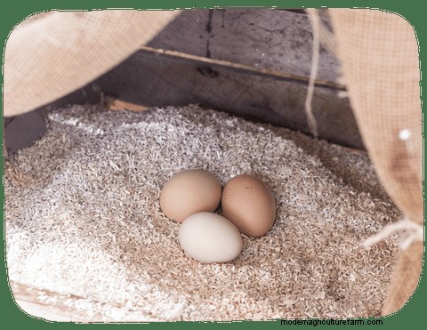 Lecho de cáñamo para gallinas:gallineros más sanos y pájaros más felices 
