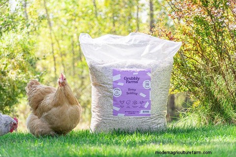 Lecho de cáñamo para gallinas:gallineros más sanos y pájaros más felices 