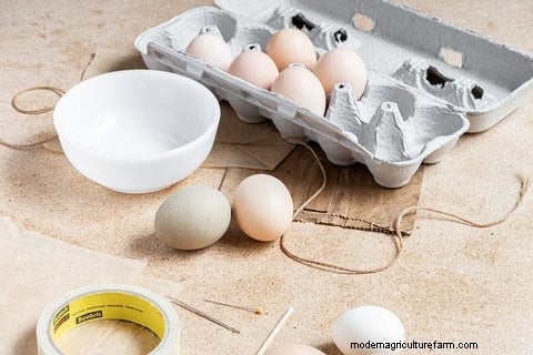 DIY 吹き卵:鶏の飼い主のための簡単な手作りチュートリアル 