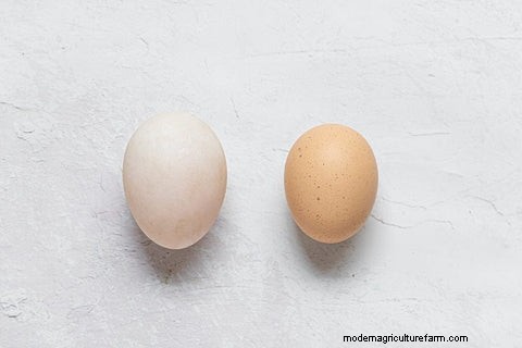 鶏の卵とアヒルの卵:栄養、味、調理ガイド 