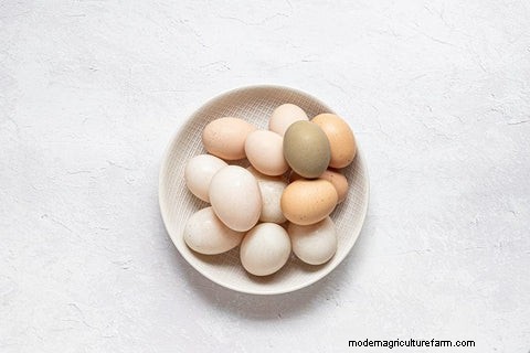 鶏の卵とアヒルの卵:栄養、味、調理ガイド 