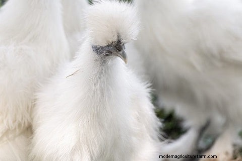 烏骨鶏:飼い主のための総合ガイド 