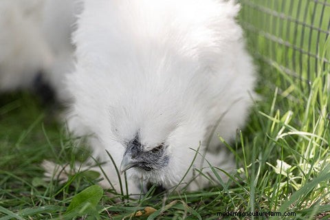 烏骨鶏:飼い主のための総合ガイド 