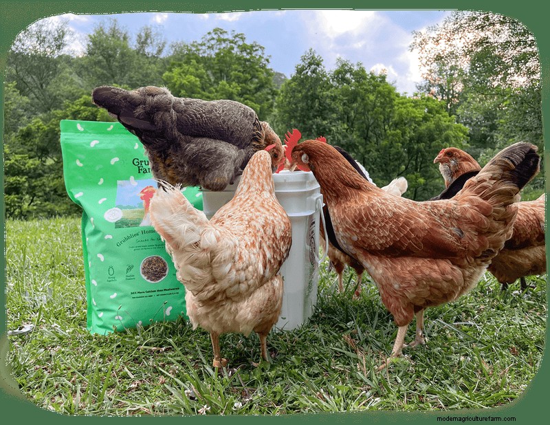 烏骨鶏:飼い主のための総合ガイド 