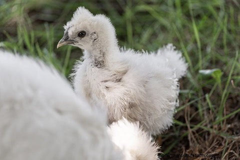 烏骨鶏:飼い主のための総合ガイド 