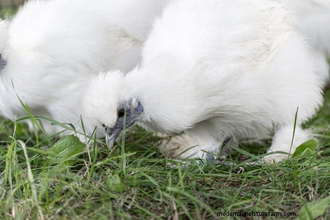 烏骨鶏:飼い主のための総合ガイド 