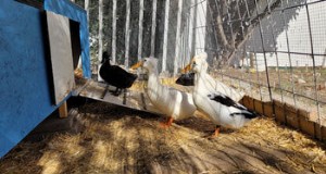 Hábitat y vivienda de los patos:creación de un entorno seguro y confortable | Granjas sucias 