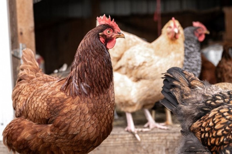Elimineer de geur van kippenhok:Bewezen methoden voor een frisse en gezonde kudde