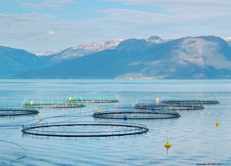 Een aquacultuurboerderij starten:een uitgebreide gids 