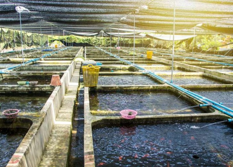 Viskwekerijen:inzicht in de cruciale rol in duurzame aquacultuur 