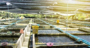 Viskwekerijen:inzicht in de cruciale rol in duurzame aquacultuur 
