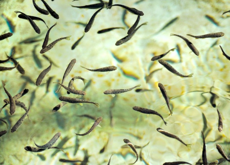 Viskwekerijen:inzicht in de cruciale rol in duurzame aquacultuur 
