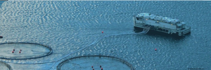Duurzame zeevruchten:inzicht in de milieueffecten van aquacultuur 