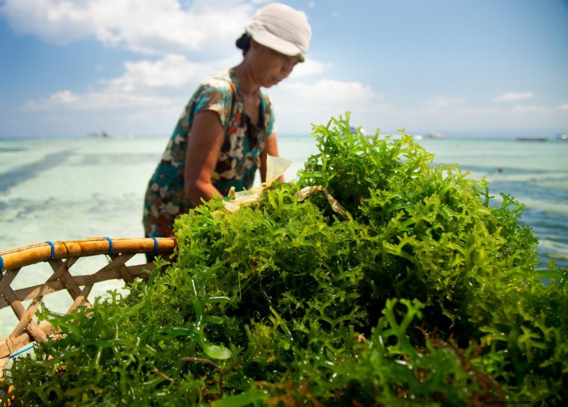 Viskwekerijen begrijpen:een diepe duik in de aquacultuur 