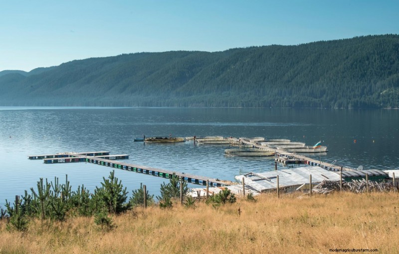 Gekweekte zeevruchten:een inleiding tot de aquacultuur - Global Seafood Alliance 