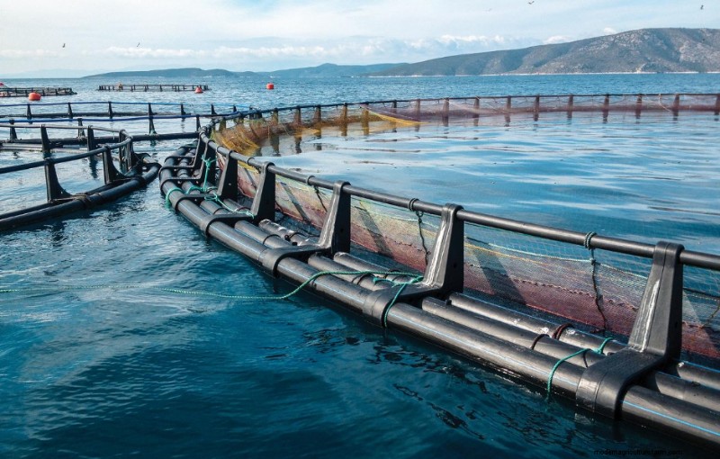 Aquacultuur en duurzame ontwikkeling:aanpak van de ongelijkheid in de visindustrie 