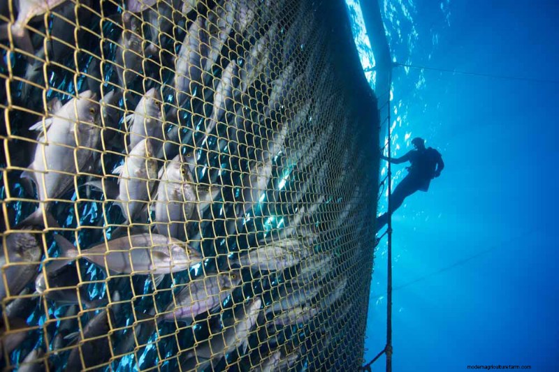 Verantwoorde aquacultuur:bescherming van de oceanen en het bereiken van duurzame ontwikkeling 