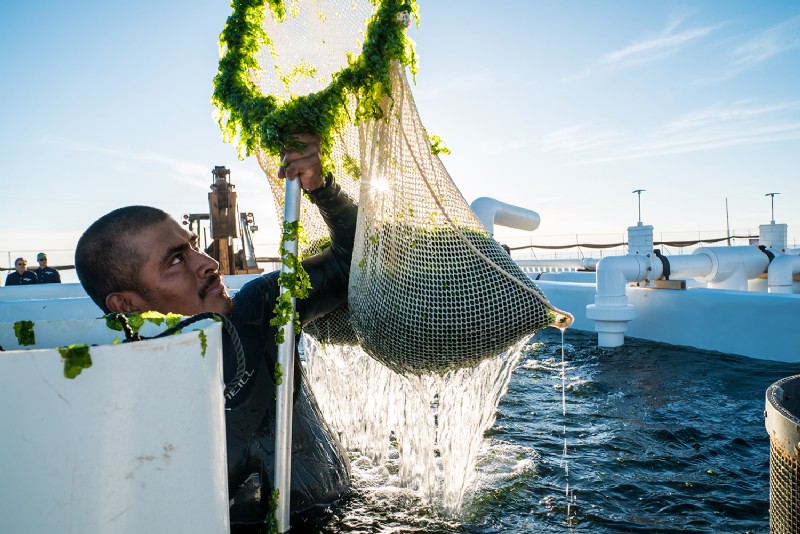 Aquacultuur 101:Duurzame zeevruchten en de SDG s van de VN 