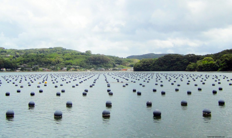 Aquacultuur 101:Duurzame zeevruchten en de SDG s van de VN