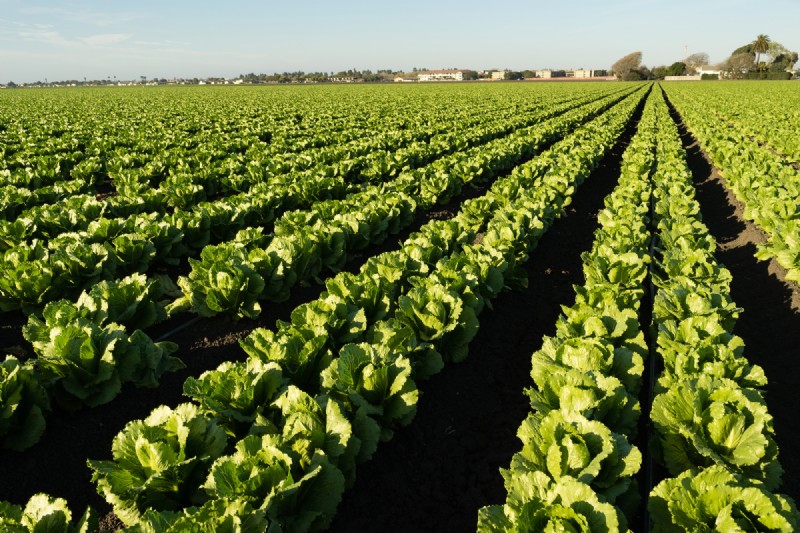 Stedelijke landbouw:voordelen voor duurzaamheid, economie en milieu 