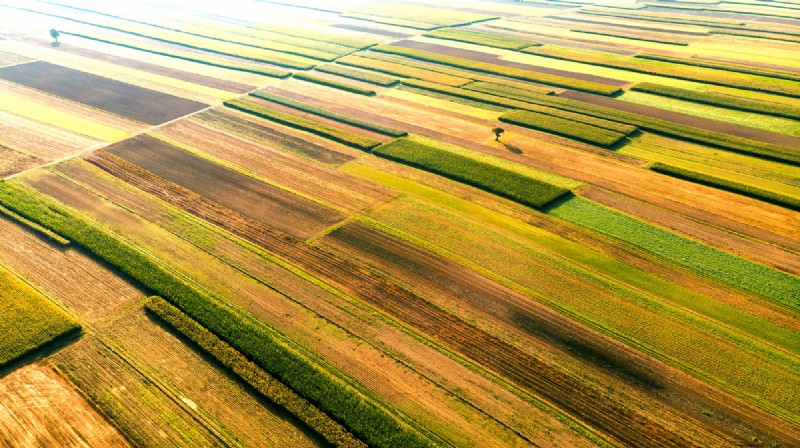 Lokale boomkwekerijen:voordelen voor het milieu en het bedrijfsleven 