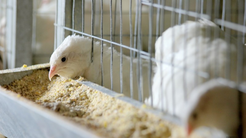 Allevamento di quaglie:una guida per principianti al successo - Approfondimenti su spazio e mercato 