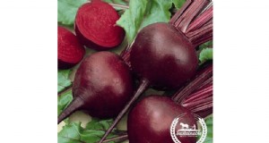 Coltivazione e vendita di semi di barbabietola:una guida all agricoltura redditizia 