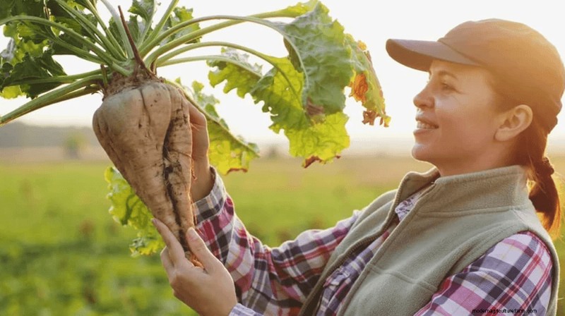 Anbau und Verkauf von Rübensamen:Ein Leitfaden für eine profitable Landwirtschaft 