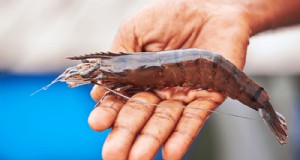 Memulai Tambak Udang:Panduan Komprehensif untuk Pemula 