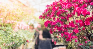 花農園を始める:初心者と経験豊富な栽培者のための包括的なガイド 