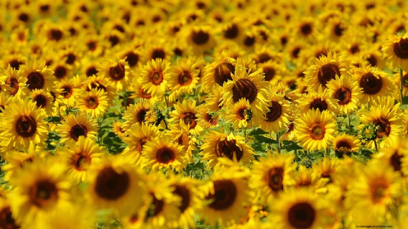 花農園を始める:初心者と経験豊富な栽培者のための包括的なガイド 