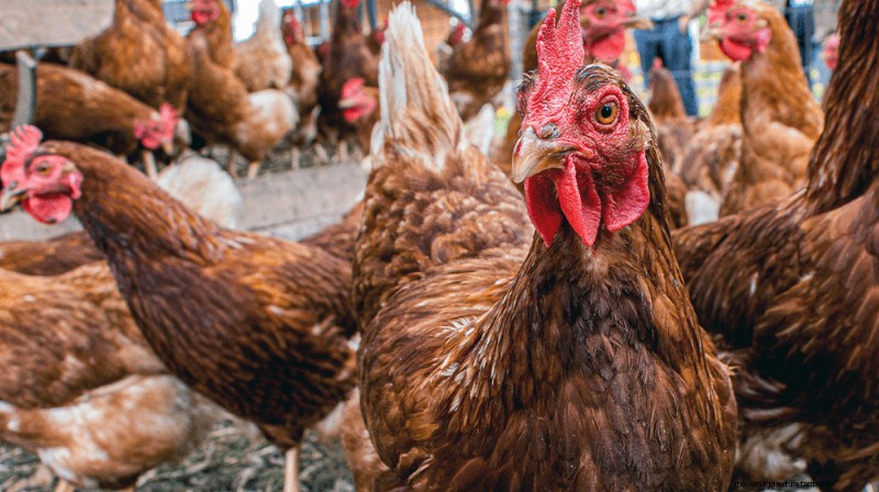 Eine Hühnerfarm gründen:Ein umfassender Leitfaden für Anfänger 