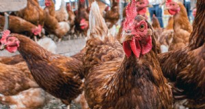 Een kippenboerderij starten:een uitgebreide gids voor beginners 