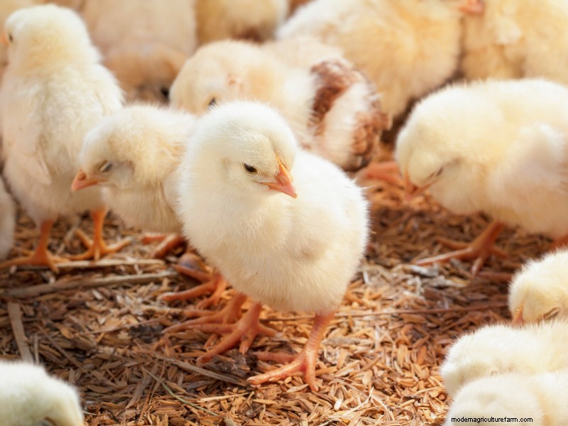 Eine Hühnerfarm gründen:Ein umfassender Leitfaden für Anfänger 