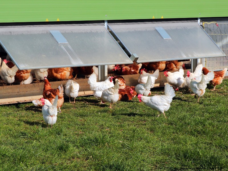 Eine Hühnerfarm gründen:Ein umfassender Leitfaden für Anfänger 