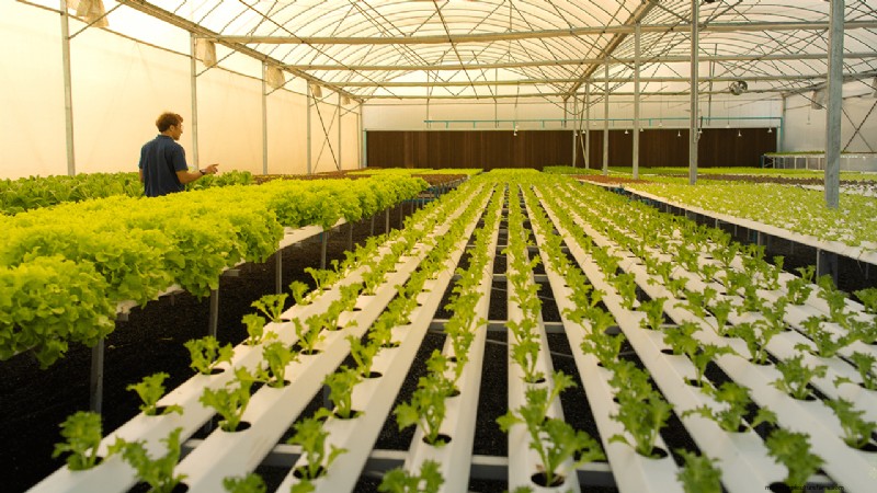 Agricoltura idroponica:una guida per principianti per le piccole imprese 