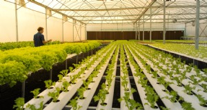 Agricoltura idroponica:una guida per principianti per le piccole imprese 