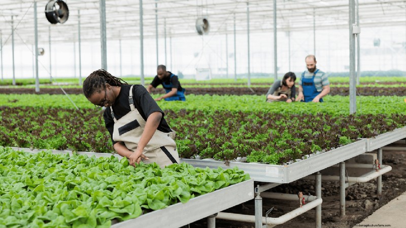 Agricoltura idroponica:una guida per principianti per le piccole imprese 