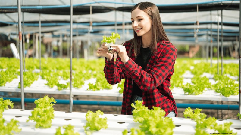 Agricoltura idroponica:una guida per principianti per le piccole imprese 