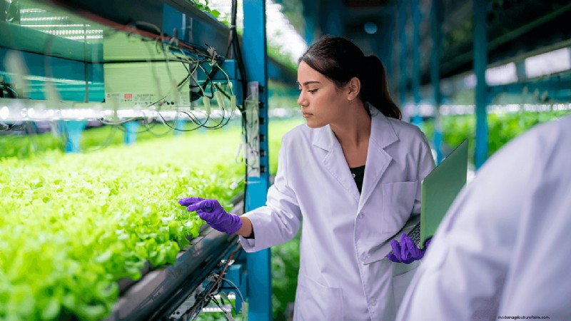 Agricoltura idroponica:una guida per principianti per le piccole imprese 