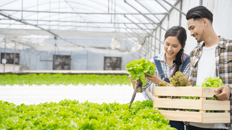 Agricoltura idroponica:una guida per principianti per le piccole imprese 