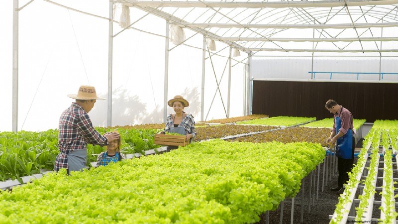 Agricoltura idroponica:una guida per principianti per le piccole imprese 