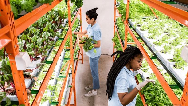 Agricoltura idroponica:una guida per principianti per le piccole imprese 