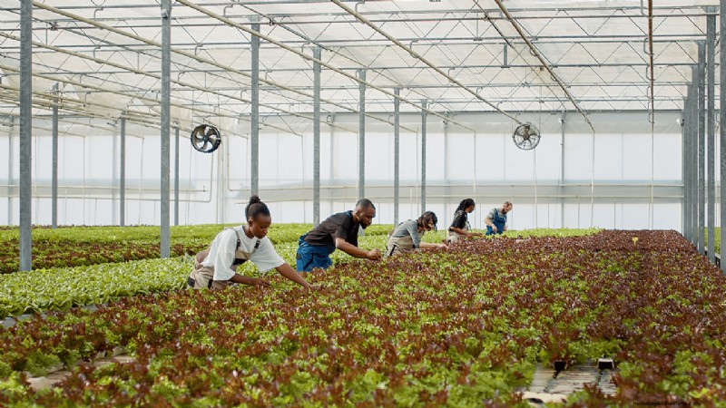 Agricoltura idroponica:una guida per principianti per le piccole imprese 