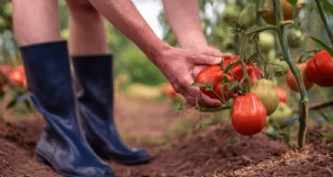 Leitfaden für Anfänger zum profitablen Tomatenanbau 